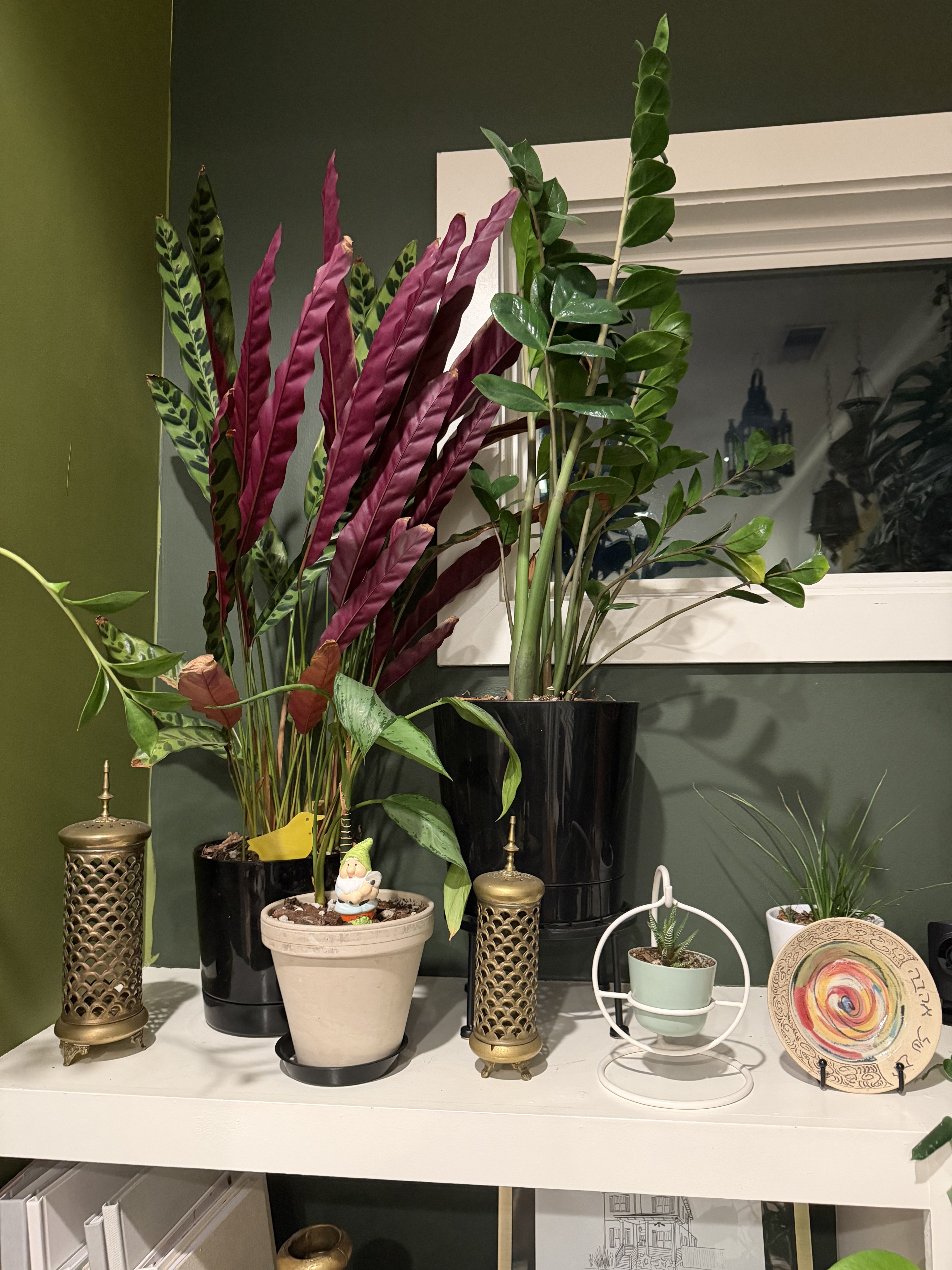 Pet-friendly houseplant