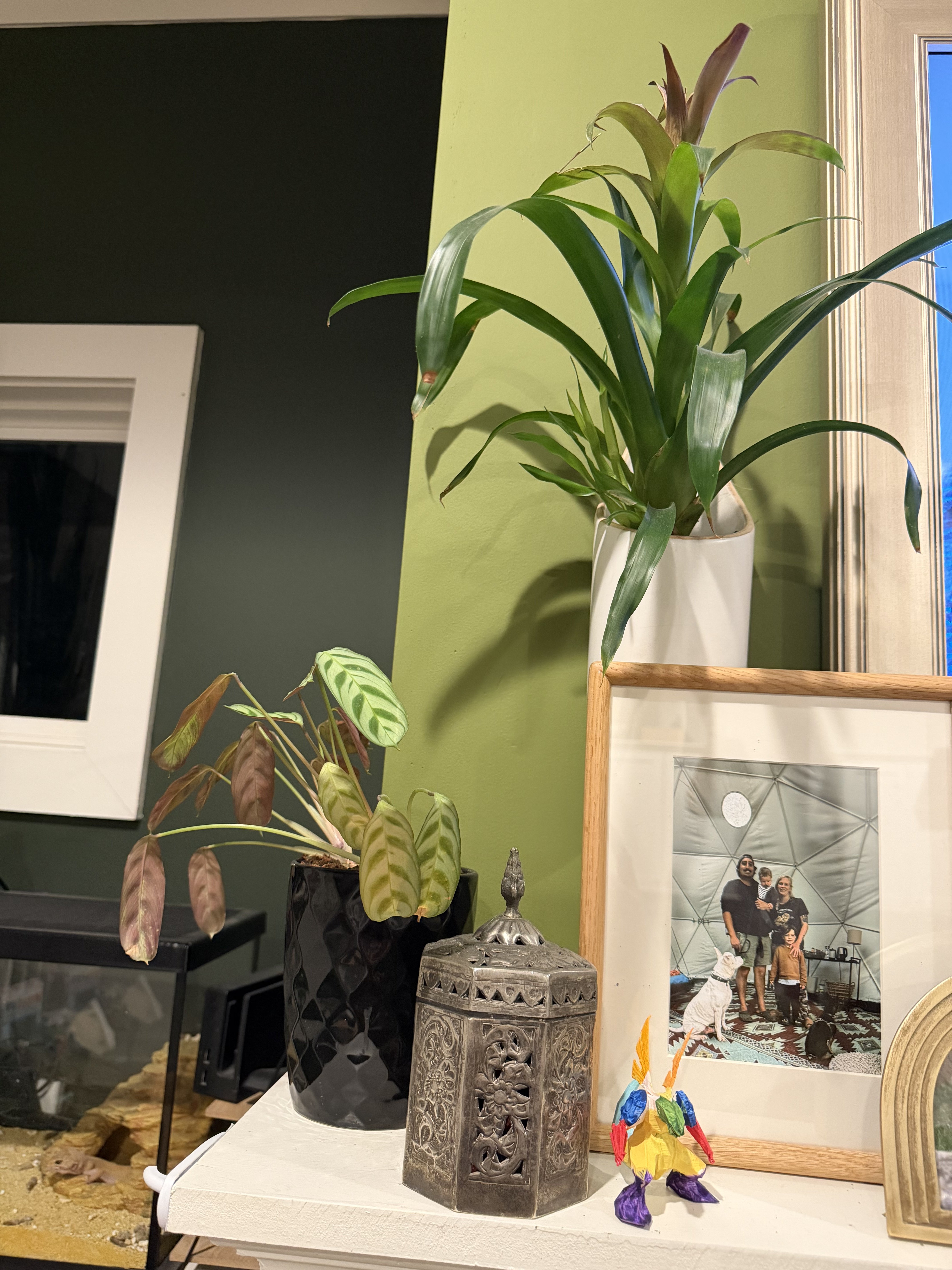 Low light houseplant