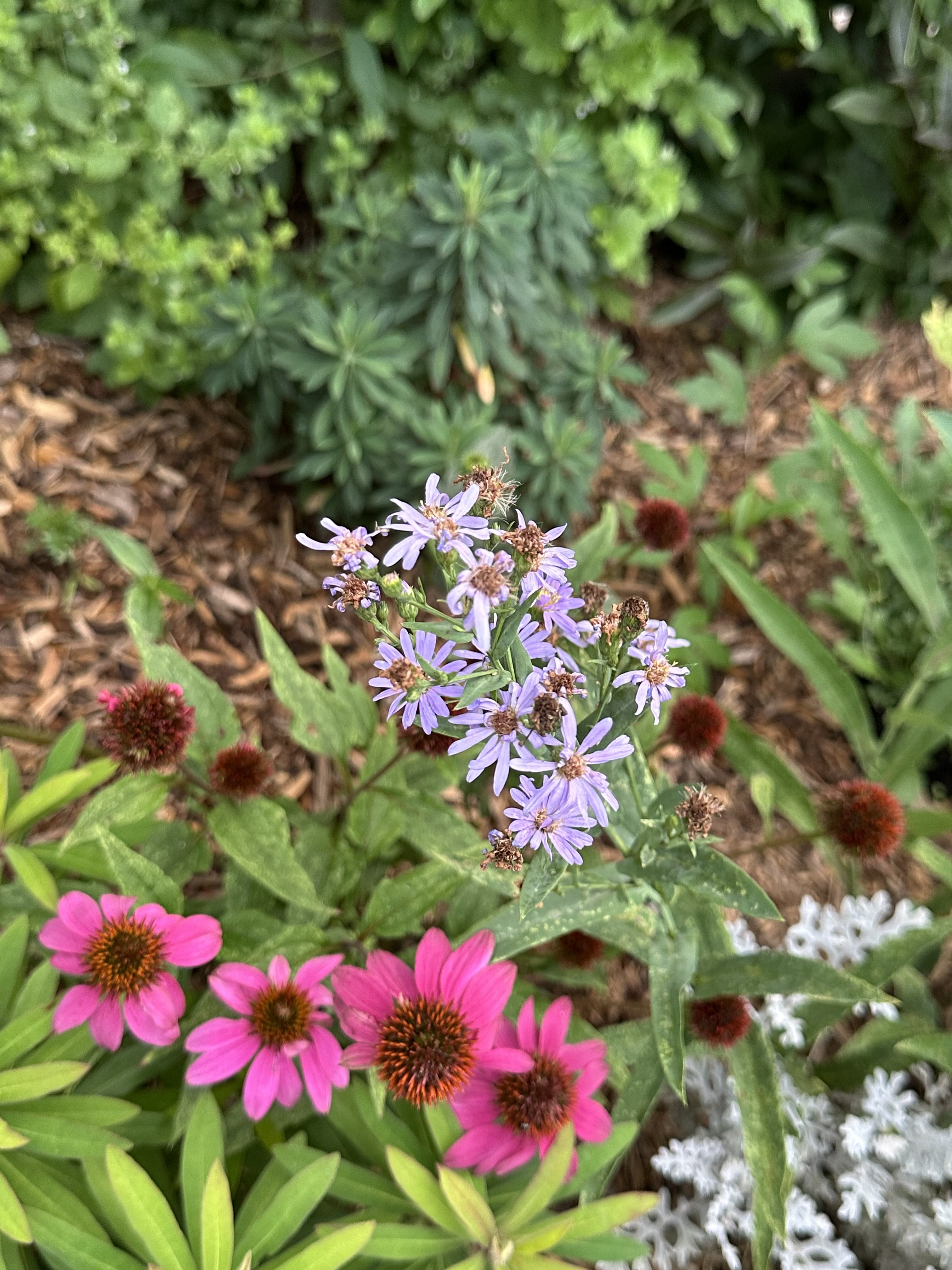 Asters and coneflowers in the perennial bed
