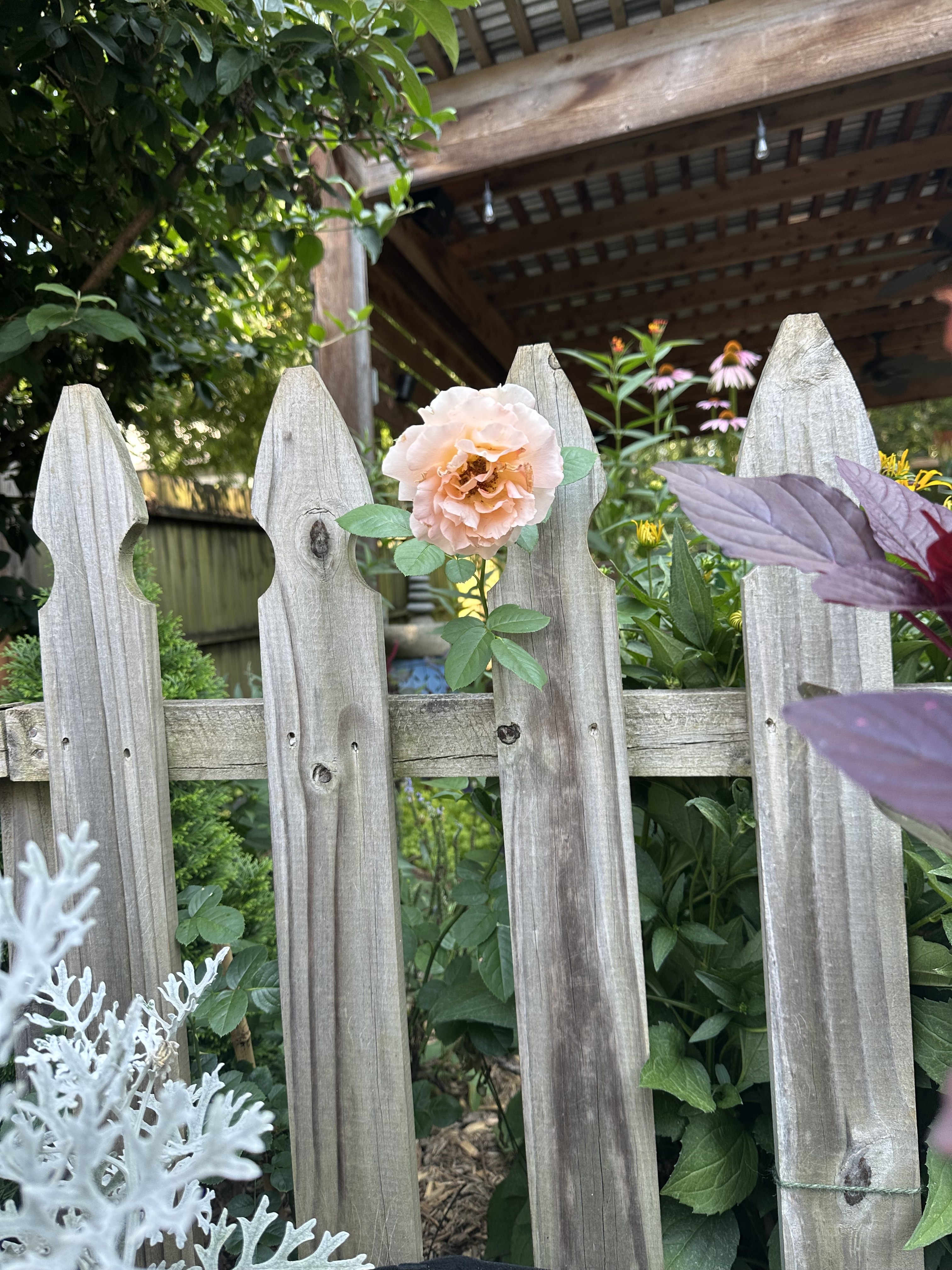 Peach rose growing through the garden fence