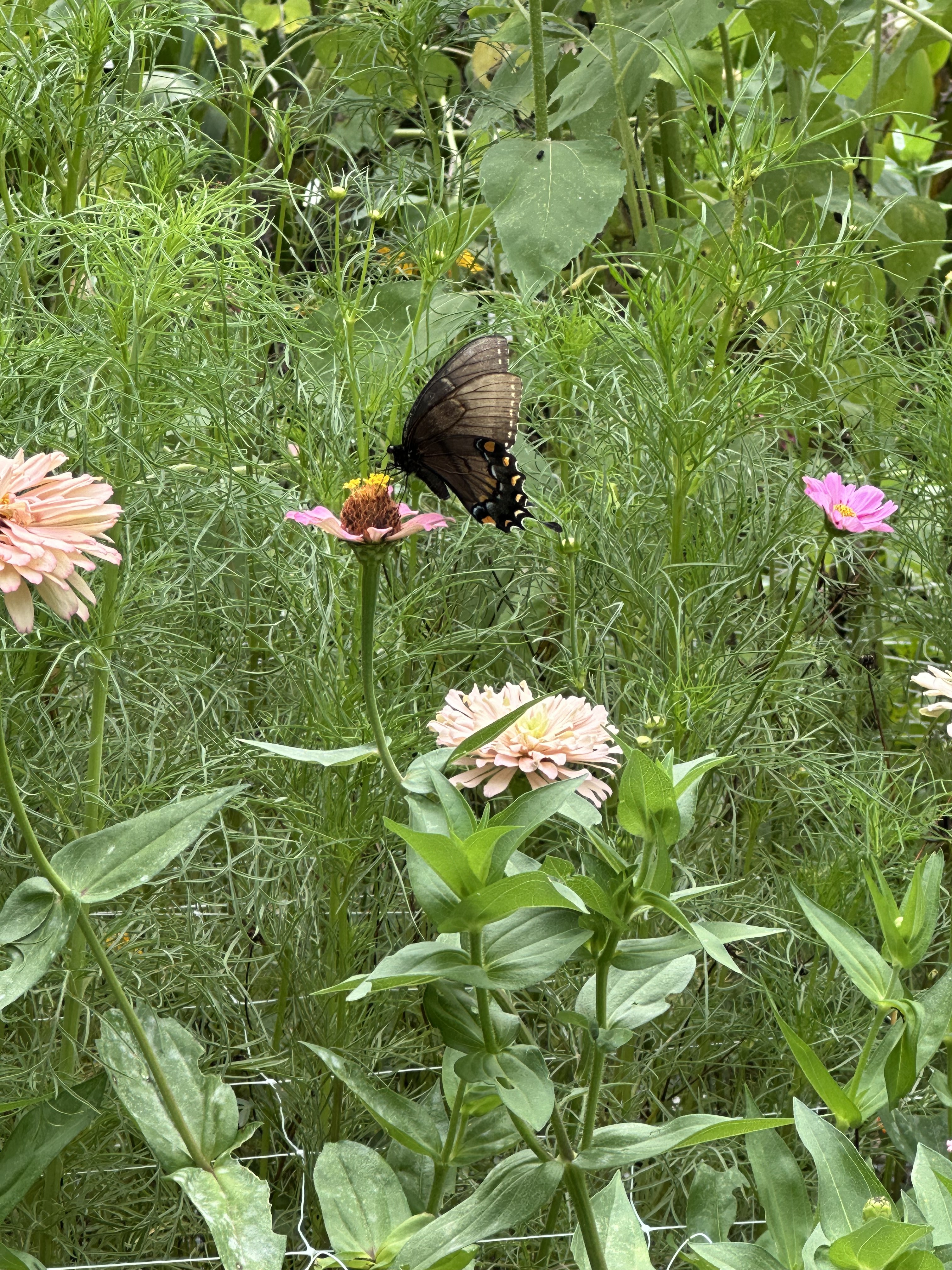 Butterfly visiting zinnias and cosmos