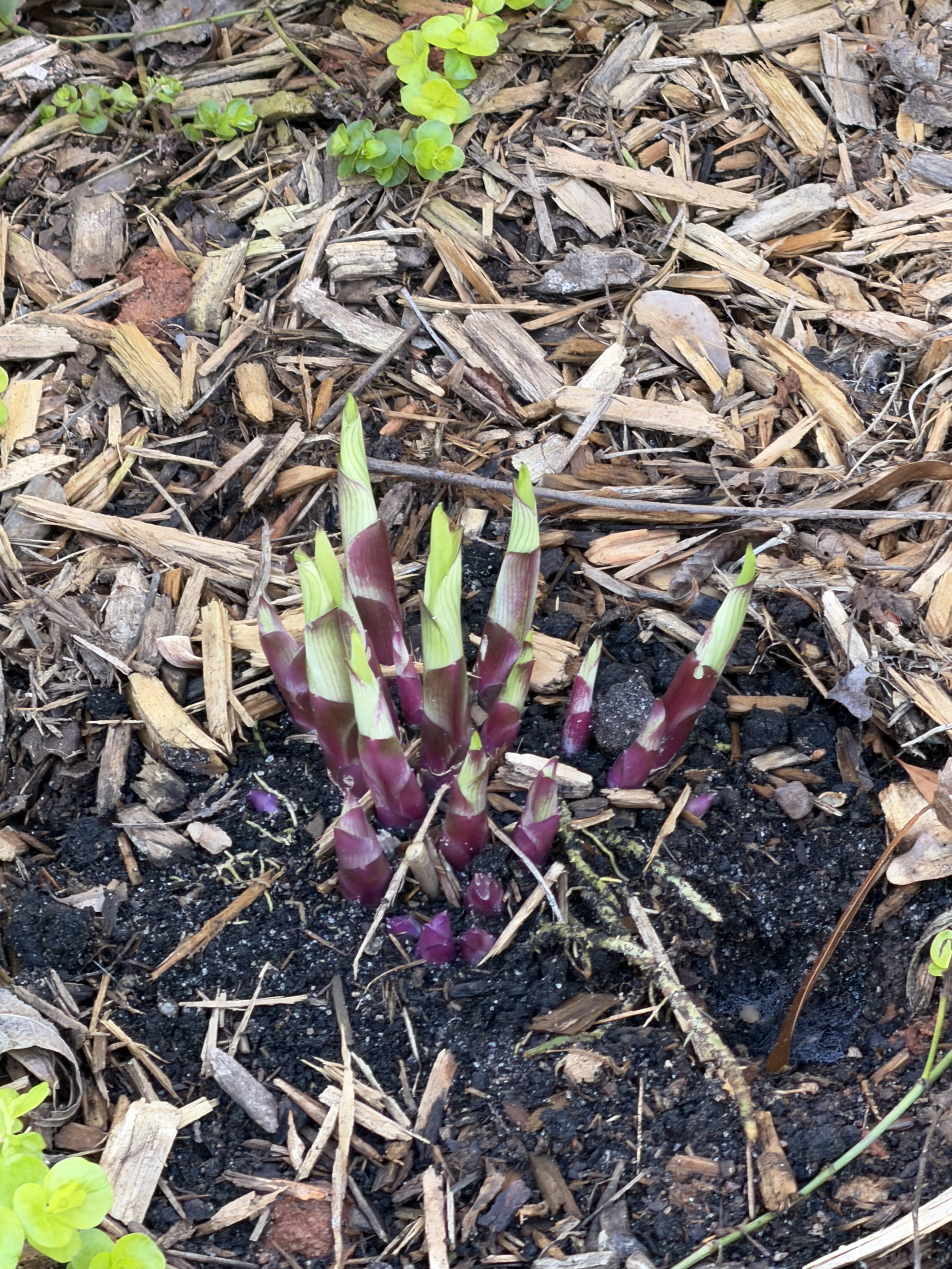 Home Garden
