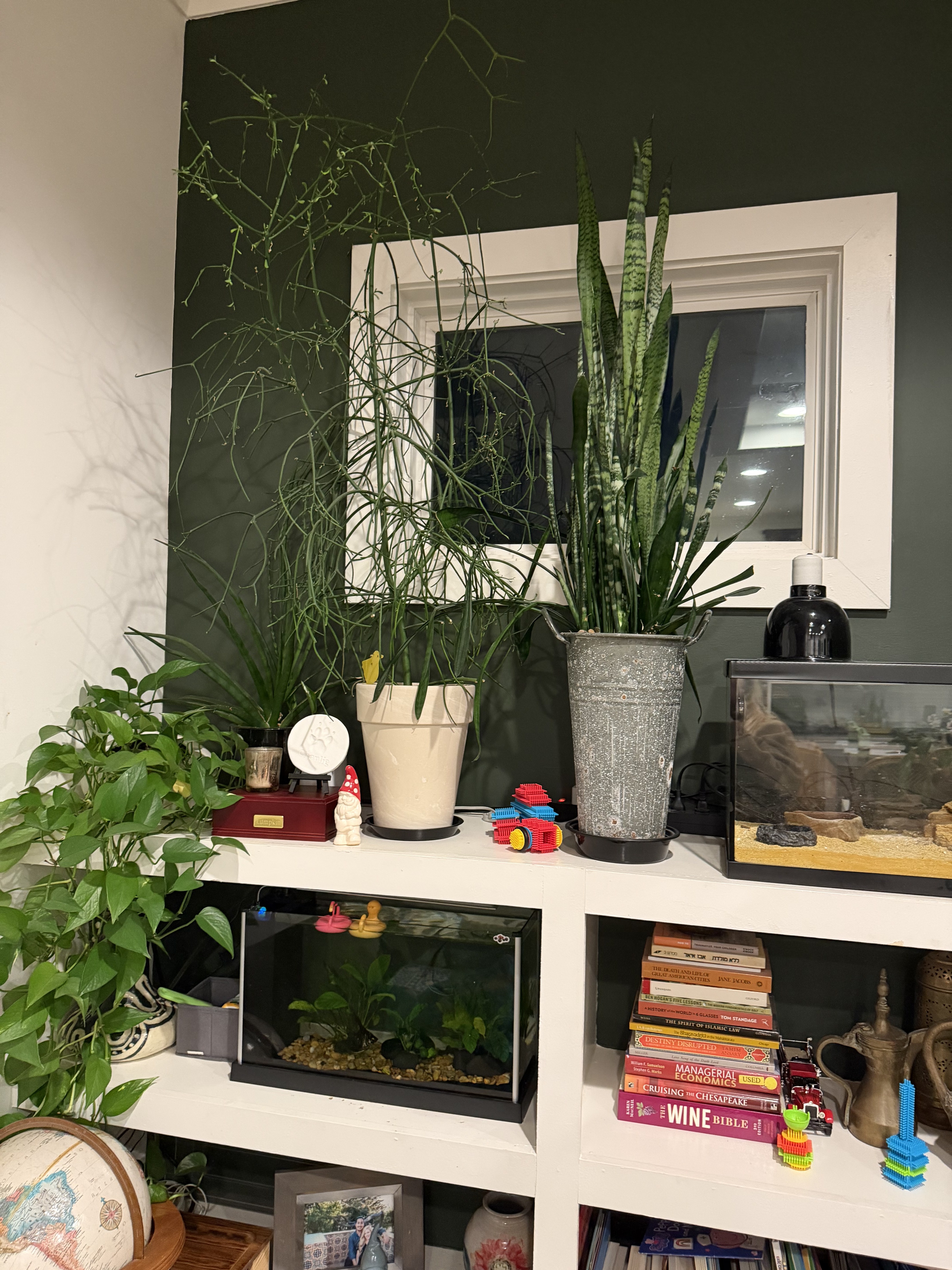 Our Top 3 Easiest and Most Hardy Houseplants