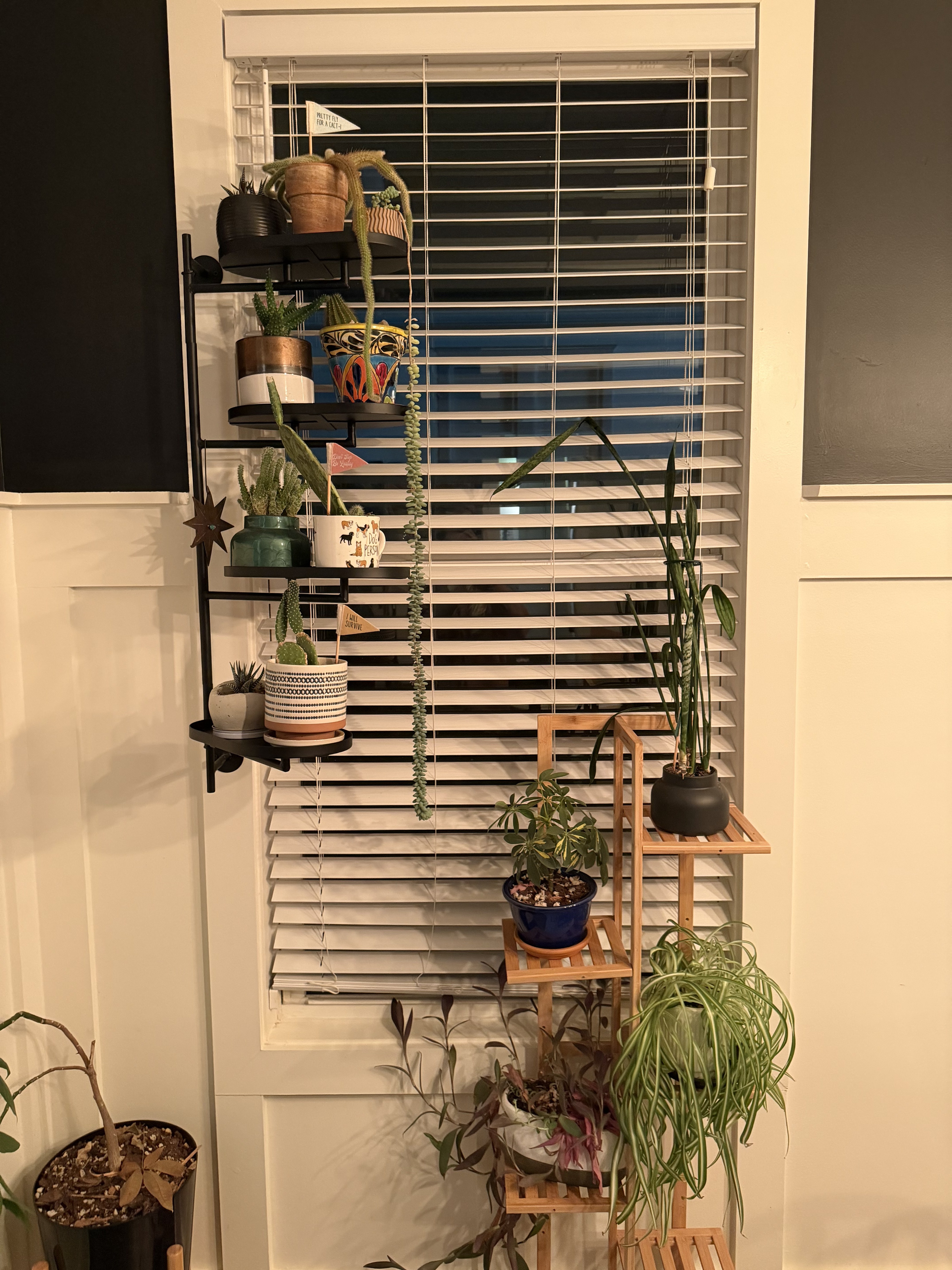 Houseplants