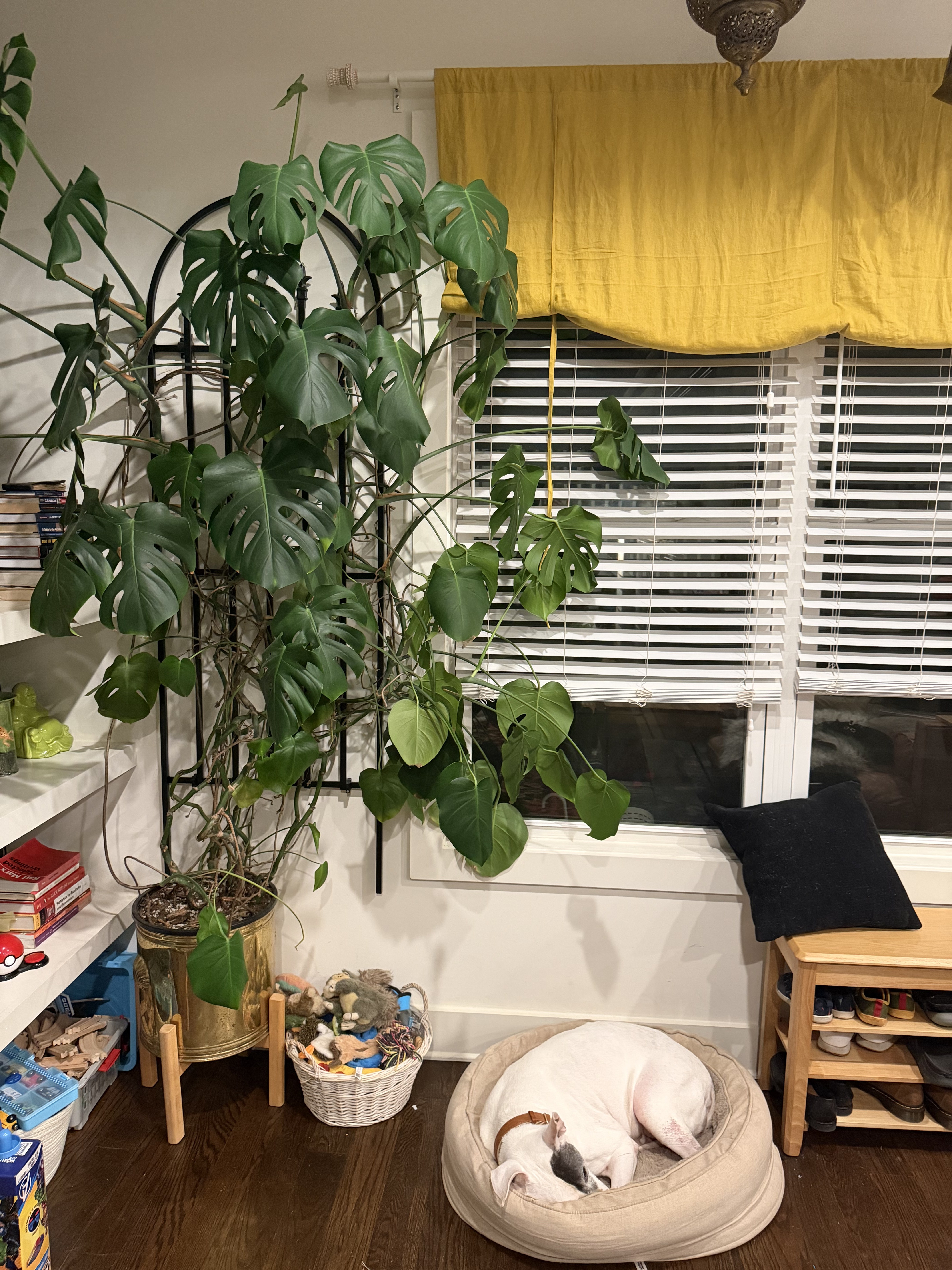 Plant Care