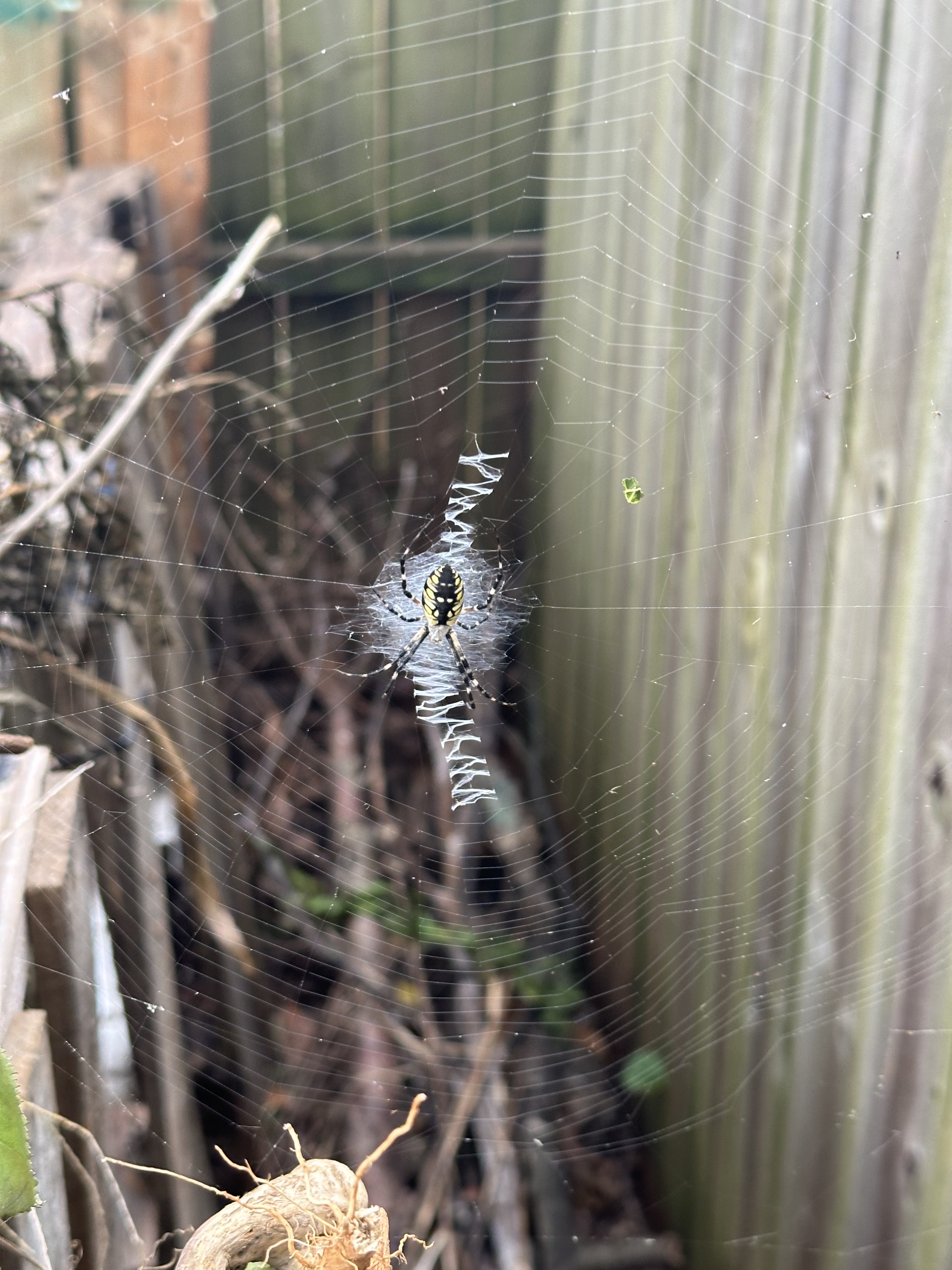 Home Garden