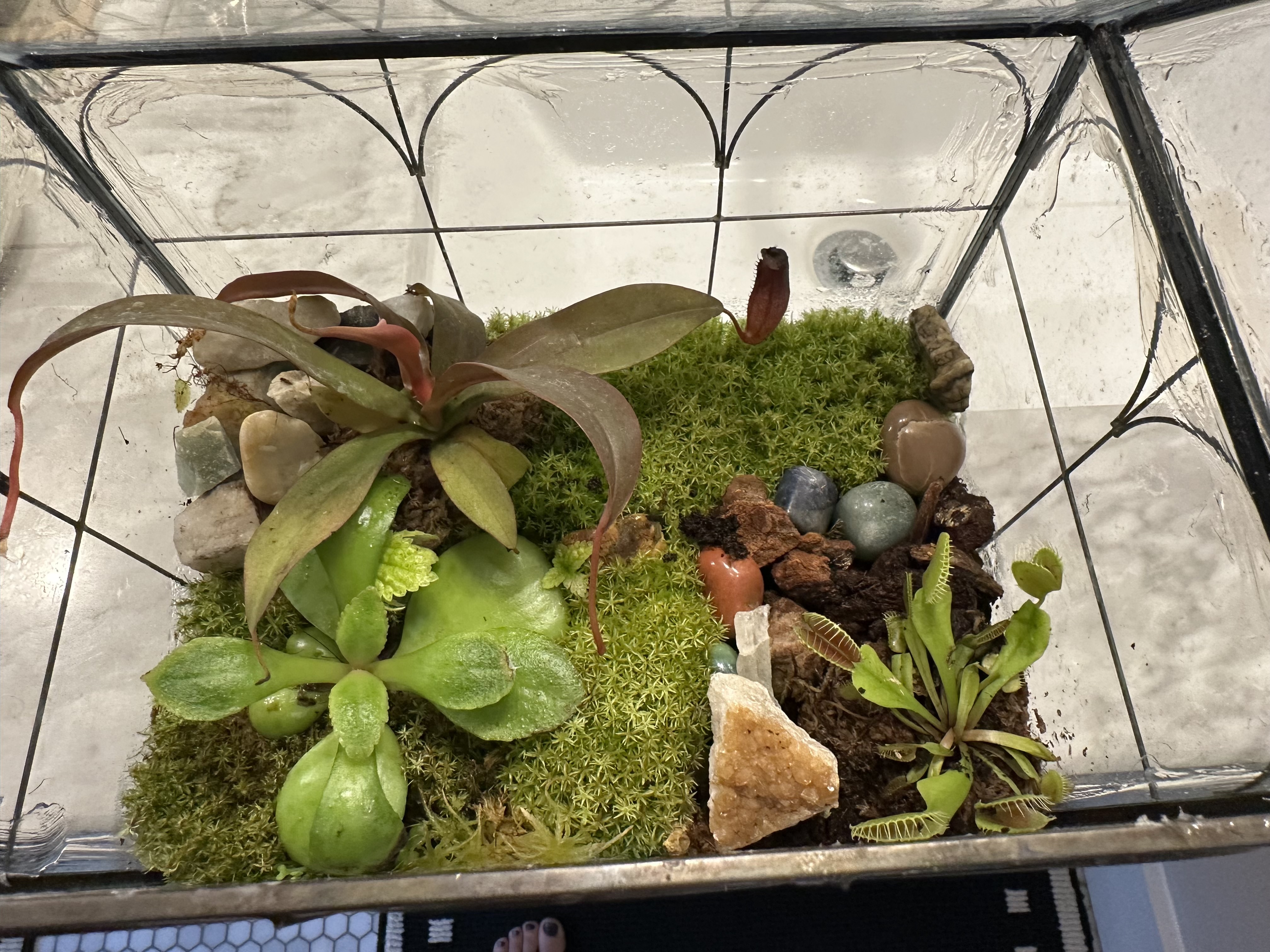 Plant Care