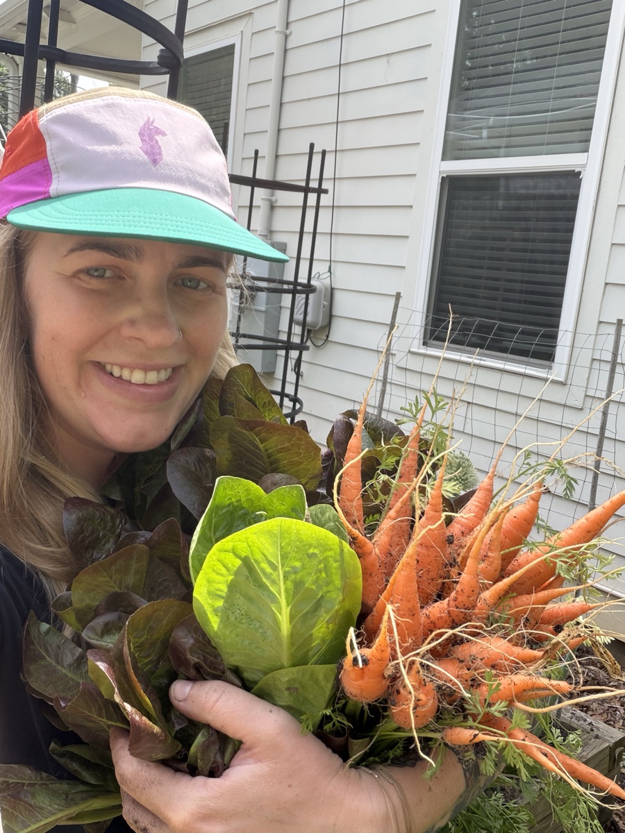 Fresh carrot and lettuce harvest from the garden