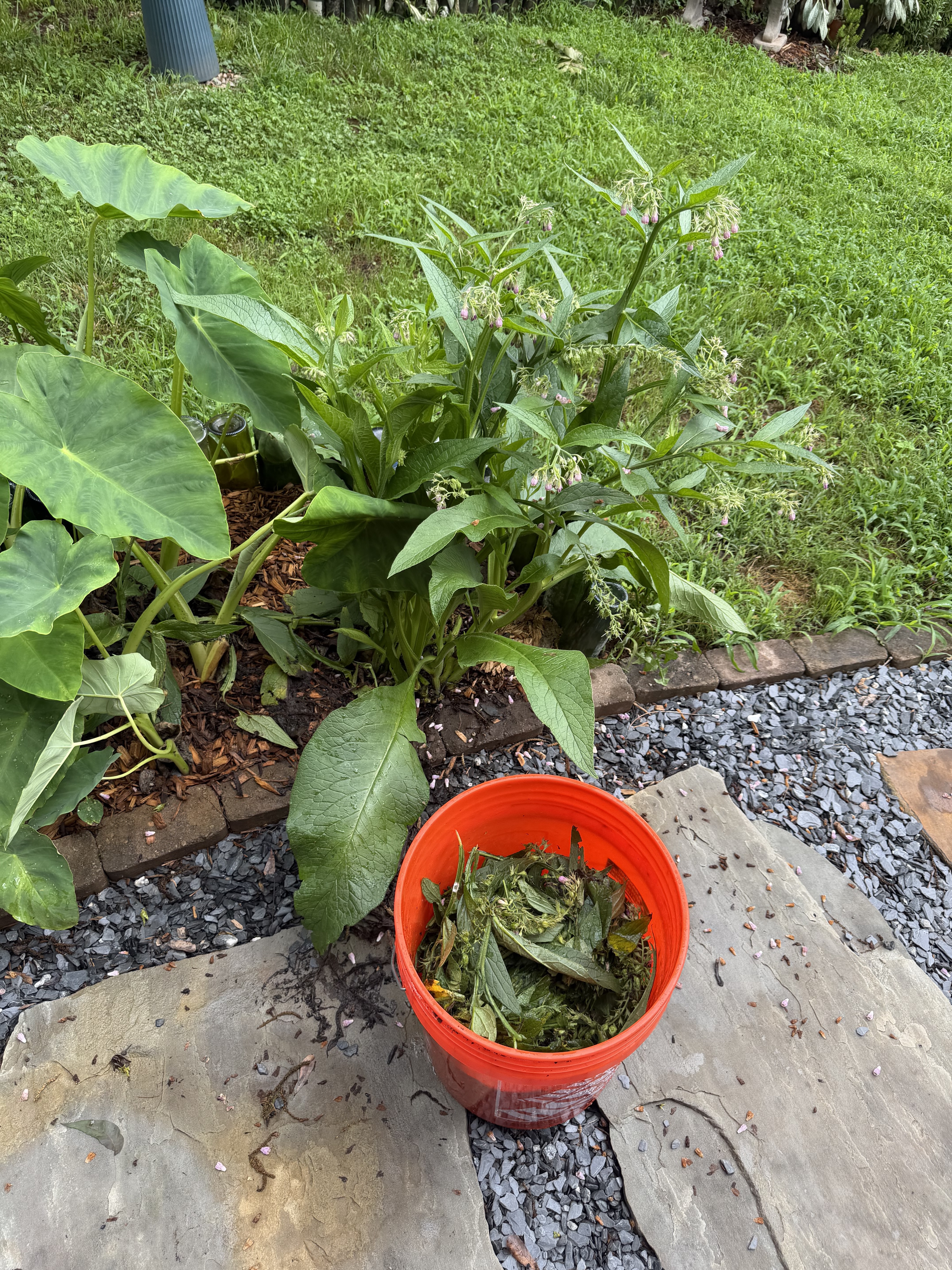 Cutting back spring bloomers and herbs in the garden