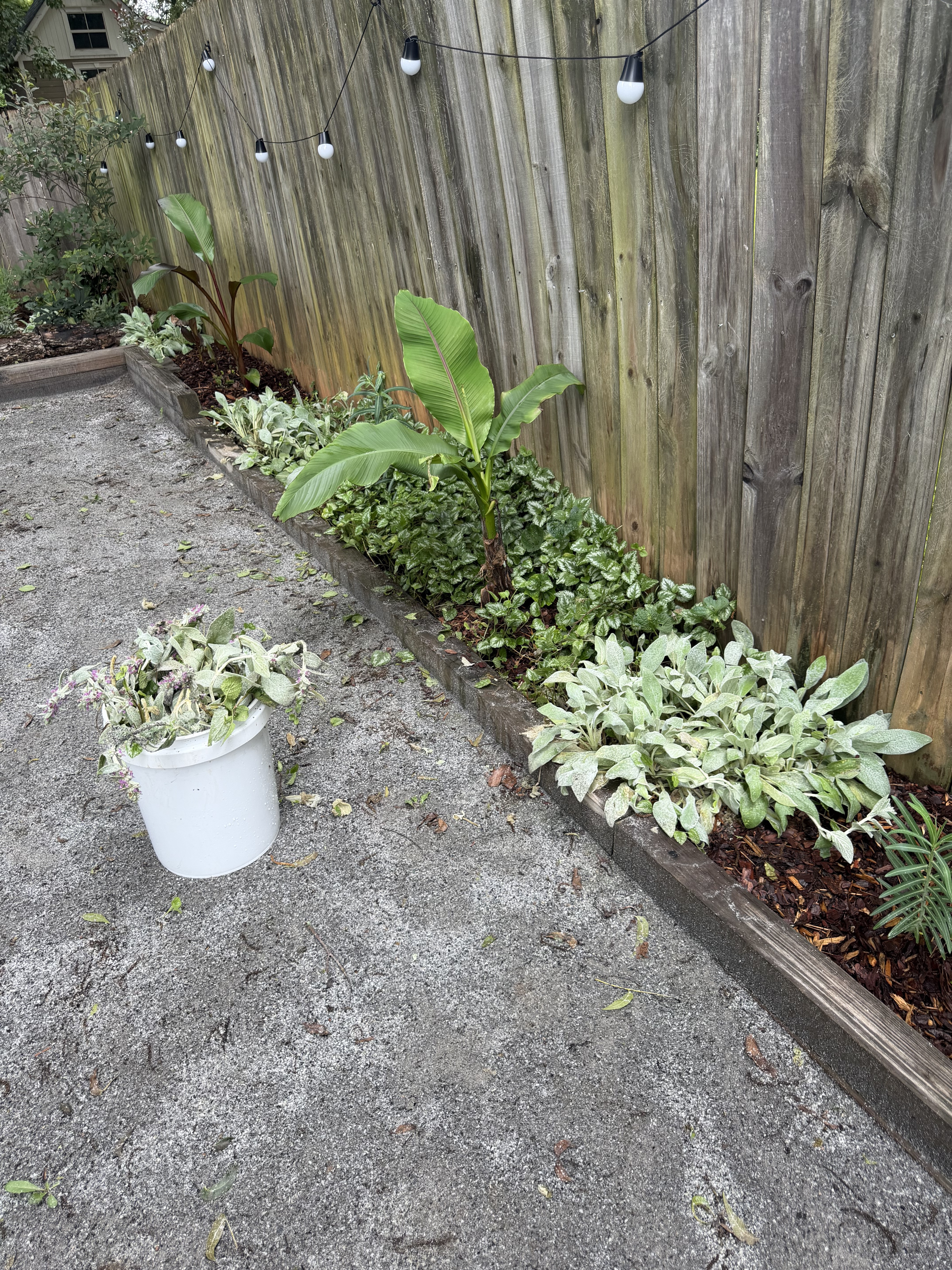 Garden bed along the fence after the late-spring cut-back
